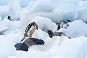 Gentoo Penguin standing on a rock amid beached icebergs, more penguins in the background, Cuverville Island, Antarctica