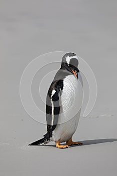 A Gentoo penguin stands on the beach in The Neck on Saunders Island, Falkland Islands