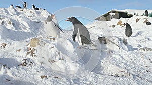 Gentoo penguin steal nest stone antarctic close-up