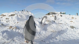 Gentoo penguin steal nest stone antarctic close-up