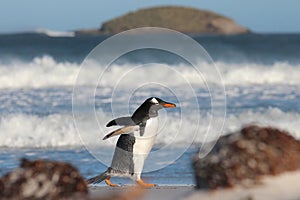 Gentoo Penguin strolling along Bertha's Beach, Falkland Islands.