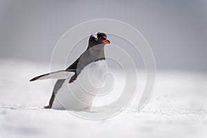 Gentoo penguin struggles across snow in sunlight