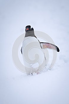 Gentoo penguin struggles down slope through snow