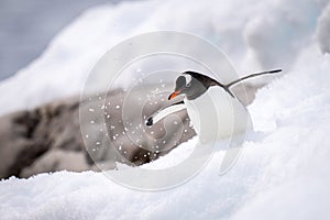 Gentoo penguin struggles through snow near rocks