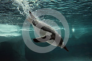 Gentoo Penguin swim underwater