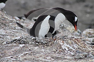 Nesting Gentoo penguin and chick
