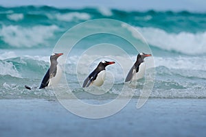 Gentoo penguin, three water bird in the ocean, swimming and jumping in the sea, Falkland Island