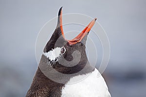 Gentoo penguin vocalizing, Antarctica