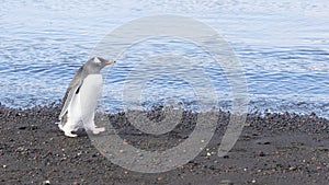 Gentoo penguin at volcanic black sand beach of Deception Island, Antarctica photo