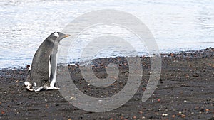 Gentoo penguin at volcanic black sand beach of Deception Island, Antarctica photo