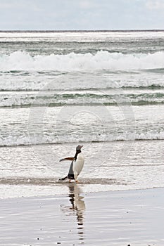 Gentoo penguin waddle out of the sea