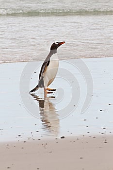 Gentoo penguin waddle out of the sea photo