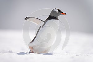 Gentoo penguin waddles across snow facing right