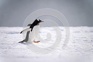 Gentoo penguin waddles across snow in sunshine