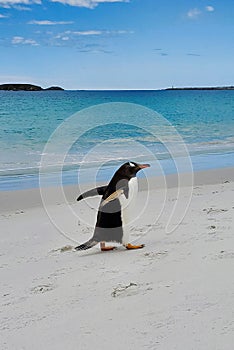 A Gentoo Penguin Waddles along the Turquoise Water