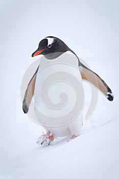 Gentoo penguin waddles down hill in snow