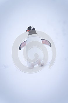 Gentoo penguin waddles down slope in snow