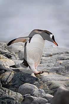 Gentoo penguin waddles over rock by sea