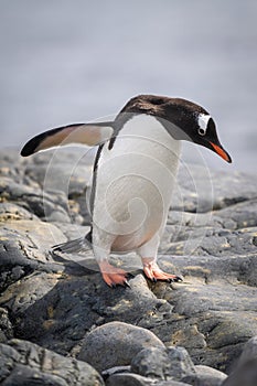 Gentoo penguin waddles over rocks by sea