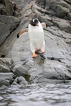 Gentoo penguin waddles to sea lifting flippers