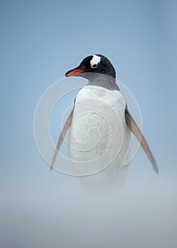 Gentoo penguin walking on a coast on a windy day