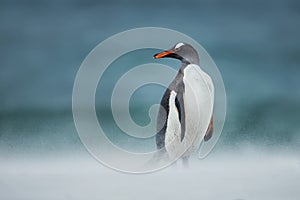 Gentoo penguin walking on a coast on a windy day