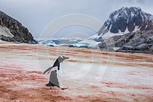 Gentoo penguin walking on ice to the sea in Antarctica, orange stains due to the bird colony feeding on krill, Antarctic Peninsula