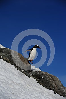 Gentoo penguin walking on rocks on snowy cliff against blue sky on a sunny winter day in Antarctica