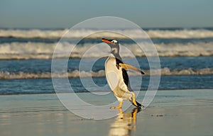 Gentoo penguin walking on a sandy coast