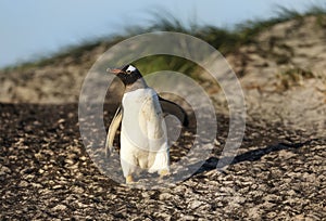 Gentoo penguin walking on a sandy coastal area