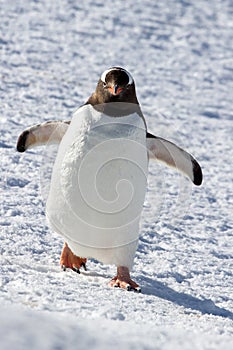 Gentoo penguin walking through the snow