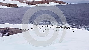 A Gentoo Penguin walking in the snow on the Antarctic peninsula.
