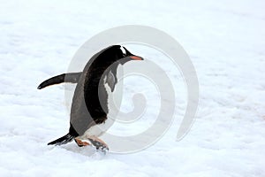 Gentoo penguin walking on snow in Antarctic Peninsula