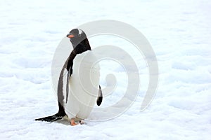 Gentoo penguin walking on snow in Antarctic Peninsula