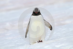 Gentoo penguin walking in snow, Antarctica