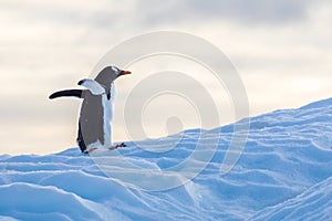 Gentoo penguin walking up an iceberg waddling to reach its colony in Antarctica, cute wildlife, frozen landscape in Antarctic