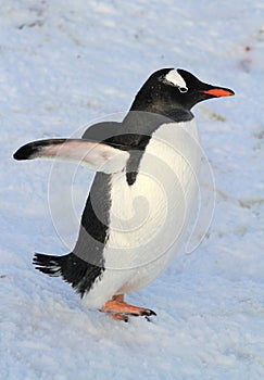 Gentoo penguin that walks in the snow winter