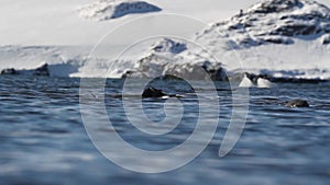 Gentoo penguin in the water