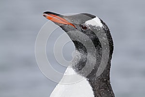 Gentoo penguin with water pearls, Antarctica