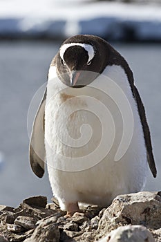 Gentoo penguin which stands near a nest under