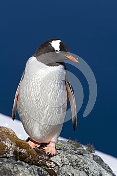 Gentoo penguin who stands on the edge of a cliff