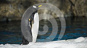 Gentoo Penguin photo