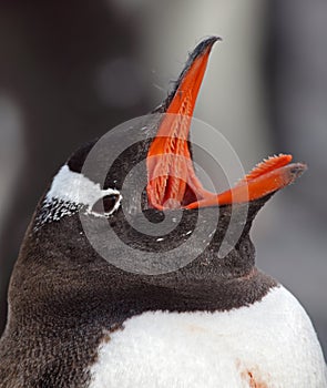 Gentoo penguin yawning, Antarctica