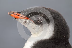 Gentoo penguin young, Antarctica