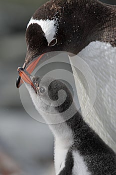 Gentoo penguin young begging for food, Antarctica