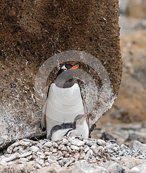 Gentoo penguin with young chick on nest, Brown Bluff, Antarctica. photo