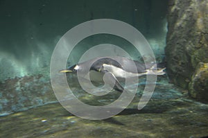 Gentoo penguin in zoo