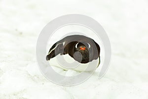 Gentoo penguine, lying in snow, Antarctica