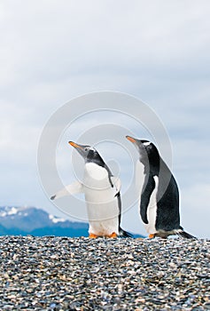 Gentoo penguins