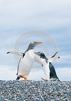 Gentoo penguins photo